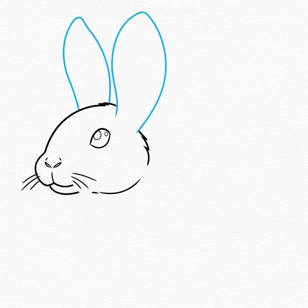 How to Draw a Realistic Rabbit – Step 4