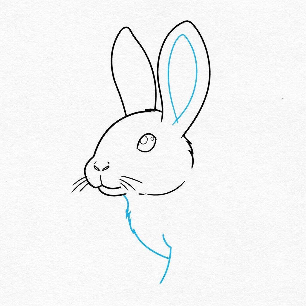 How to Draw a Realistic Rabbit – Step 5
