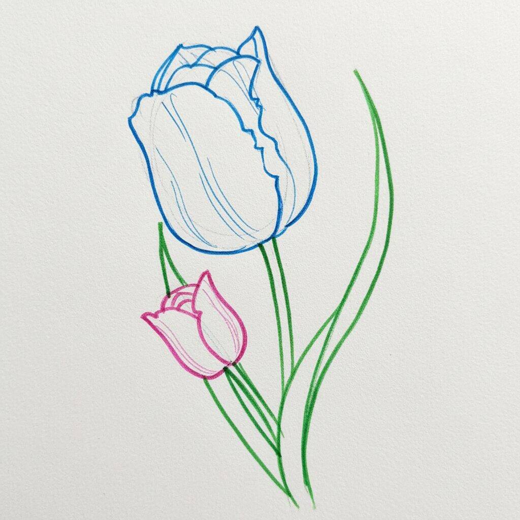 Como Desenhar uma Tulipa Realista – Passo a Passo – Passo 4