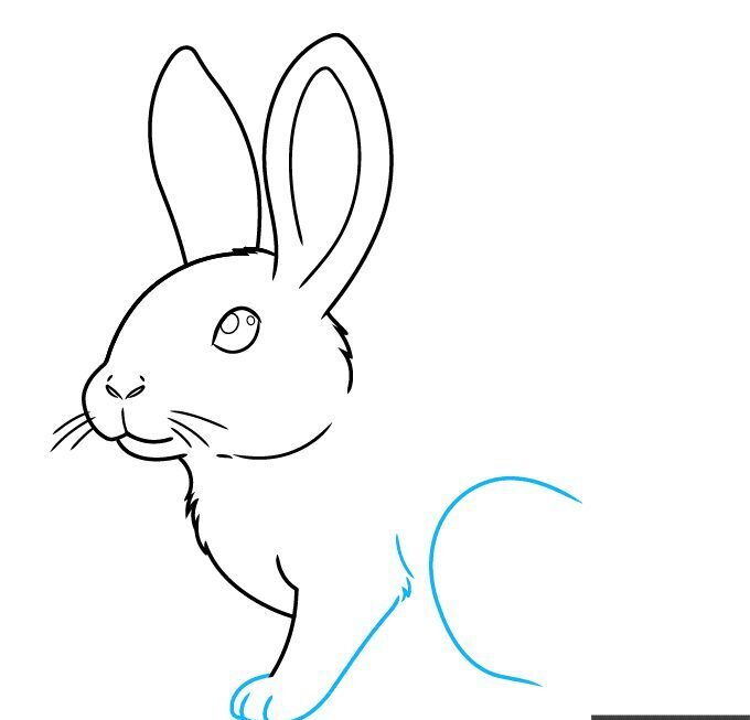 How to Draw a Realistic Rabbit – Step 6