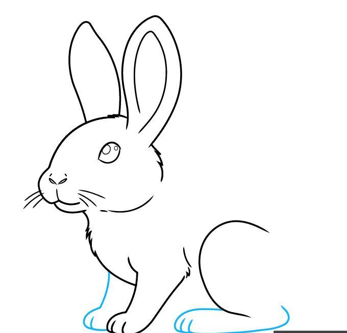 How to Draw a Realistic Rabbit – Step 7