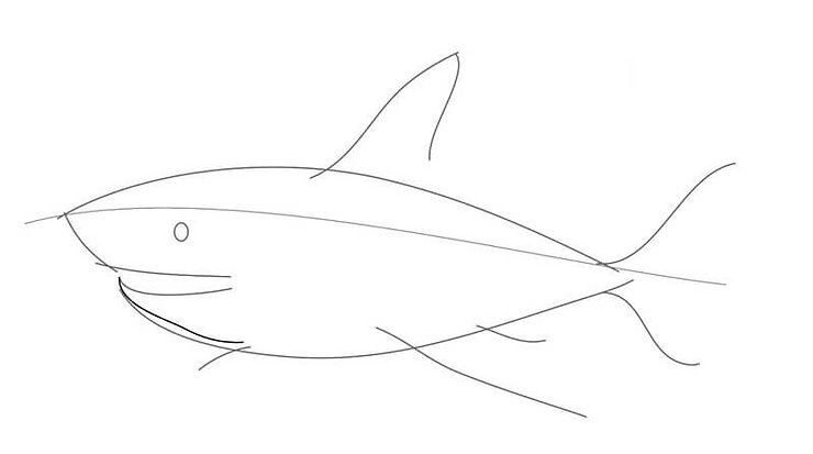 How to Draw a Realistic Shark – Step by Step – Step 1