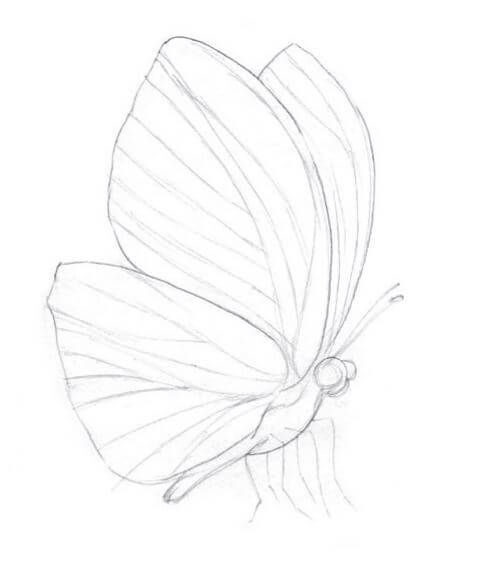 Como Desenhar uma Borboleta Realista – Passo a Passo – Passo 2