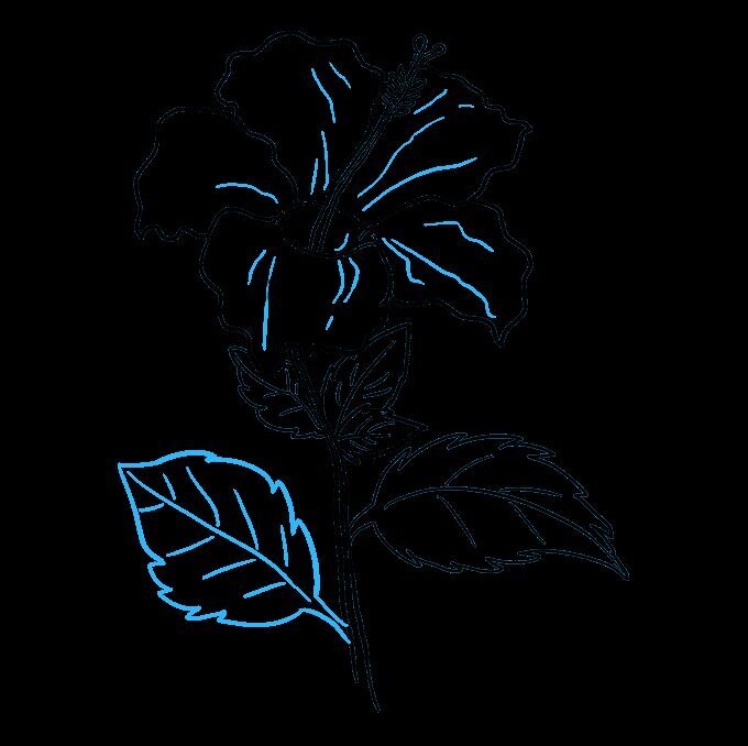 Como Desenhar uma flor Hibisco – Passo a Passo Fácil – Passo 8